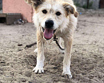 Собаки в Сургуте: Джина ищет дом!, Бесплатно - фото 1