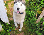 Собаки в Дзержинске: Вязка сибирский хаски, 2 500 руб. - фото 4