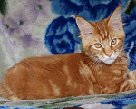 Кошки в Абакане: Котята Мейн-Кун Мальчик, 30 000 руб. - фото 4