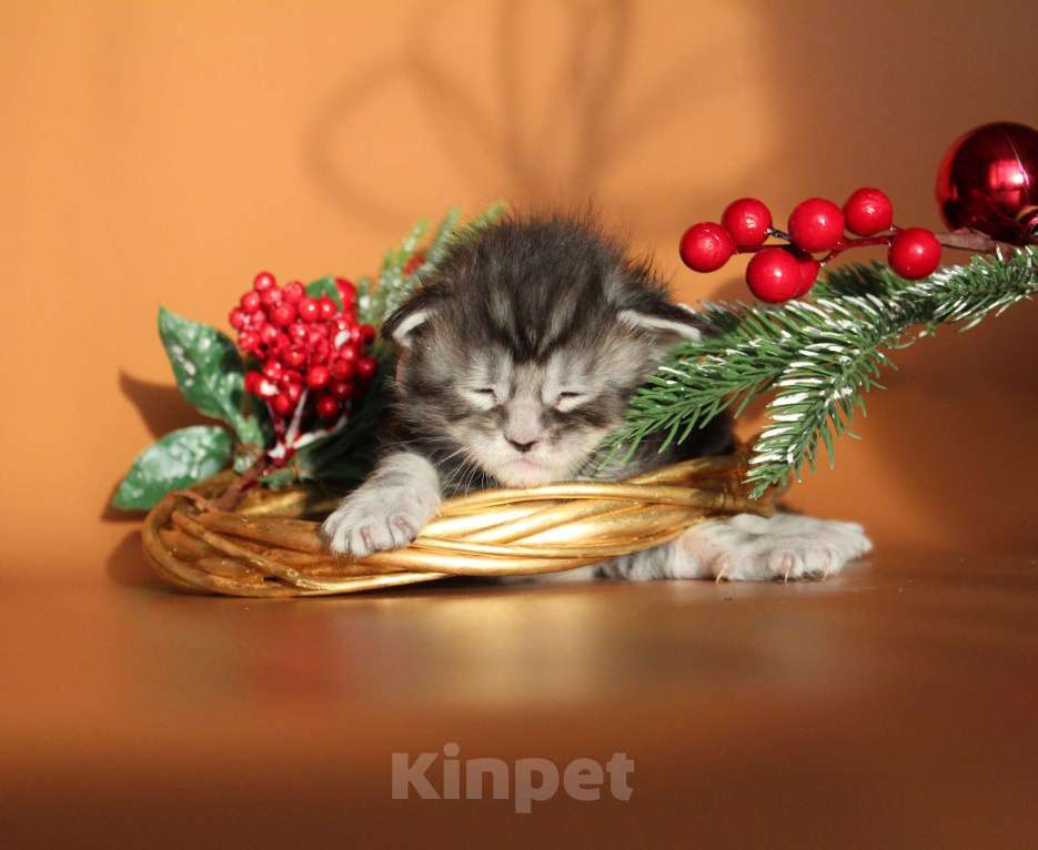 Кошки в Екатеринбурге: Котёнок мейн-кун Кристофер мальчик Мальчик, 50 000 руб. - фото 4