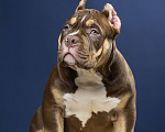 Собаки в Санкт-Петербурге: Щенок Американский булли покет Мальчик, 180 000 руб. - фото 2