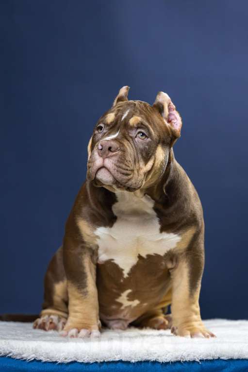 Собаки в Санкт-Петербурге: Щенок Американский булли покет Мальчик, 180 000 руб. - фото 2