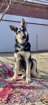 Щенки Восточноевропейской овчарки