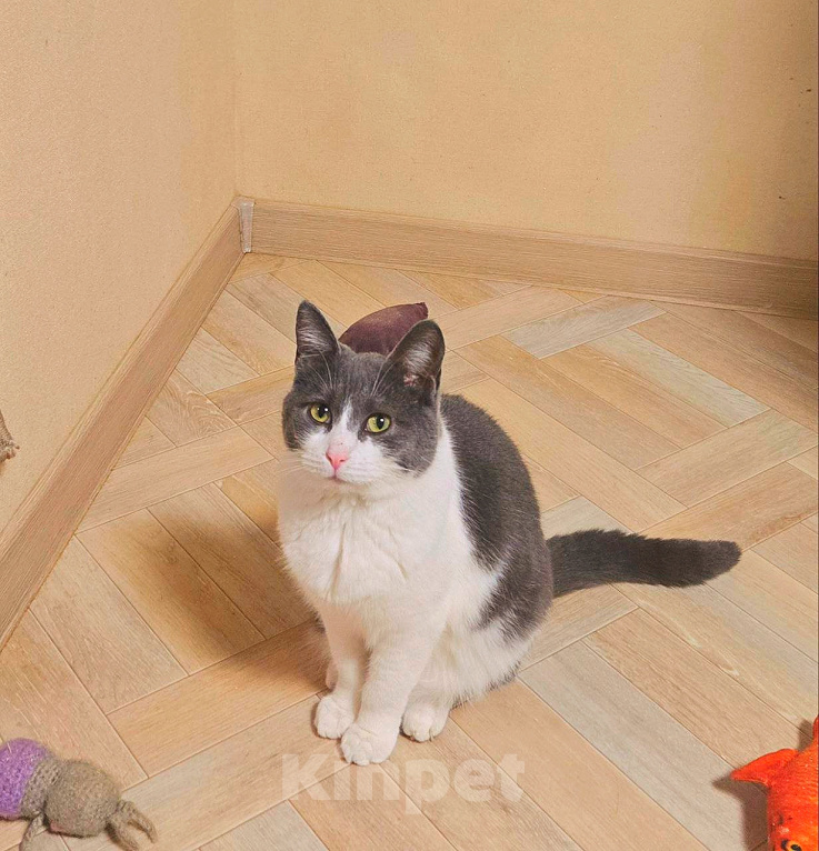 Кошки в Ростове-на-Дону: Милка ищет дом 🏠 Девочка, Бесплатно - фото 3