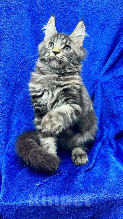 Кошки в Москве: Мейн-Кун котенок Мальчик, 40 000 руб. - фото 1