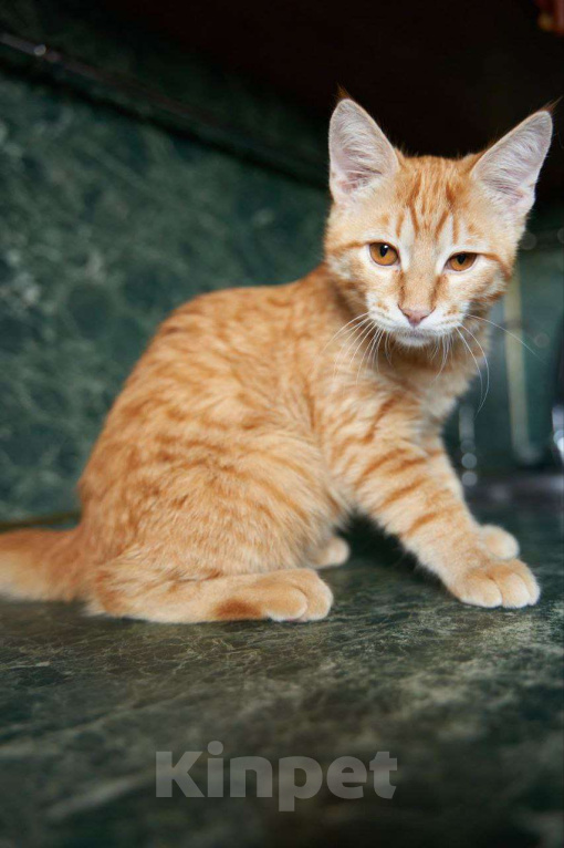 Кошки в Москве: Котенок в добрые руки Мальчик, Бесплатно - фото 6