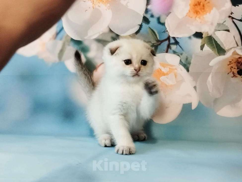 Кошки в Сарове: Чудесные девчушки Девочка, Бесплатно - фото 2