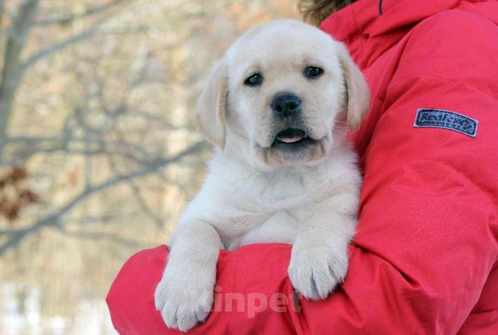Собаки в Калининграде: Щенки Лабрадора от родителей-чемпионов Мальчик, 60 000 руб. - фото 3