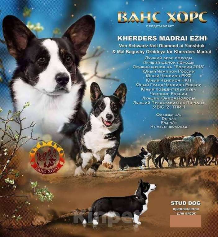 Собаки в Набережных Челнах: Кобель вельш корги кардиган 20.05.2025гр Мальчик, 50 000 руб. - фото 1