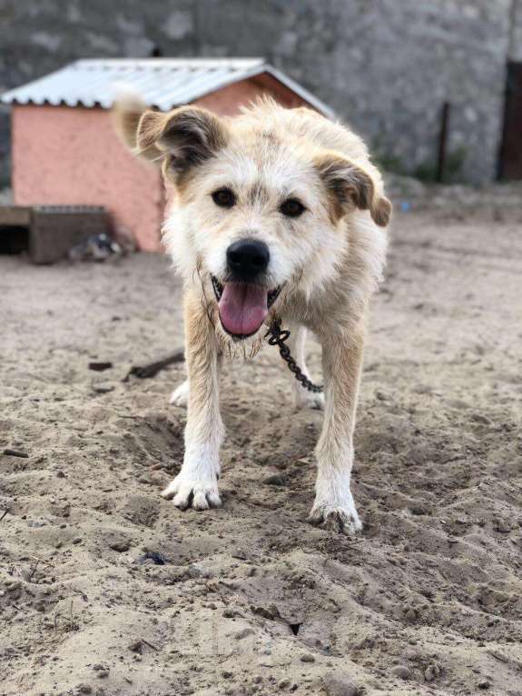 Собаки в Сургуте: Джина ищет дом!, Бесплатно - фото 1