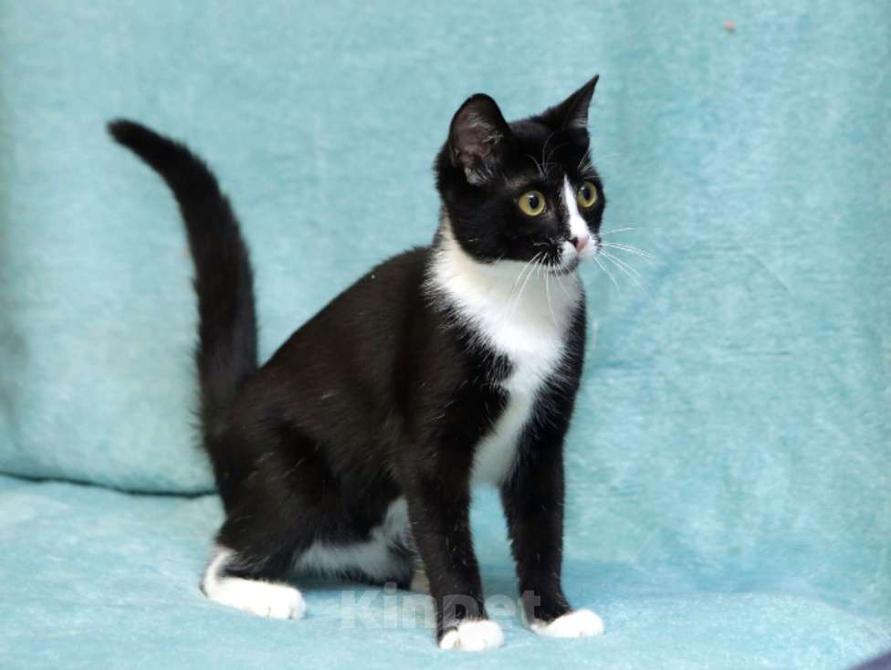 Кошки в Санкт-Петербурге: Особенная Василиса в добрые руки Девочка, Бесплатно - фото 2