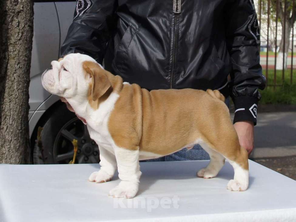 Собаки в Краснодаре: Английский бульдог, алиментный мальчик Мальчик, Бесплатно - фото 5