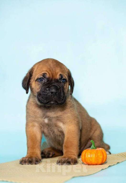 Собаки в Москве: Продажа Кане Корсо Мальчик, 60 000 руб. - фото 2