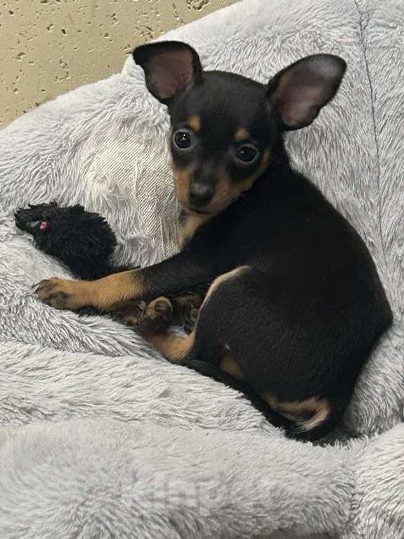 Собаки в Подольске: Пражский крысарик мальчик Мальчик, Бесплатно - фото 2