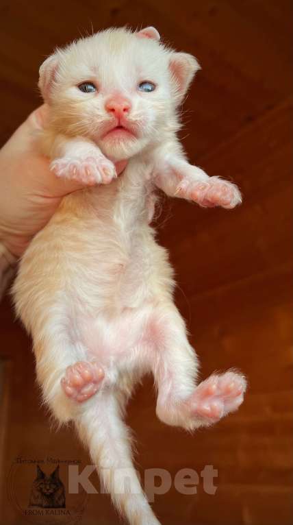 Кошки в Санкт-Петербурге: Котята мейн -куна Мальчик, 50 000 руб. - фото 3