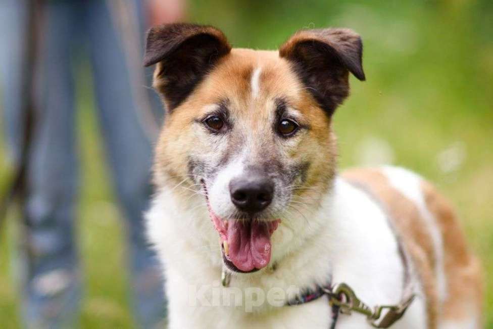 Собаки в Москве: Кокос Мальчик, Бесплатно - фото 2