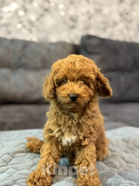 Собаки в Москве: Пудель той и карликовый мальчики и девочка Девочка, 70 000 руб. - фото 2