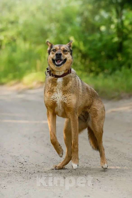 Собаки в Ярославле: Лиза ждет Вас в приюте! Девочка, Бесплатно - фото 3