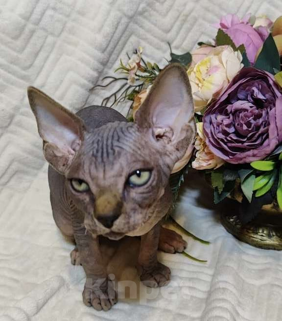 Кошки в Москве: Канадский сфинкс котенок Мальчик, 50 000 руб. - фото 3
