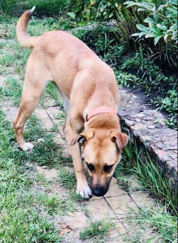 Собаки в Санкт-Петербурге: Красивая Марта Девочка, Бесплатно - фото 3