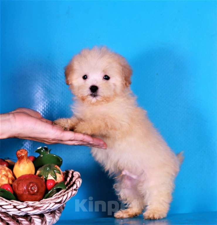 Собаки в Москве: мальтипу Ф1 щенки Мальчик, 80 000 руб. - фото 2