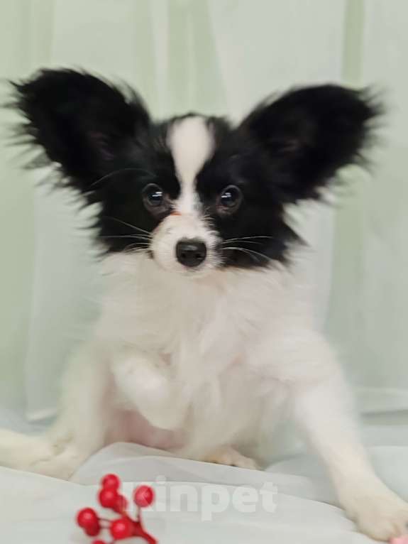 Собаки в Подольске: Девочка папильон Девочка, Бесплатно - фото 4