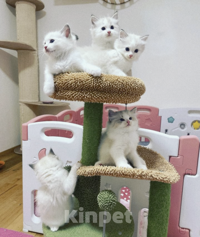 Кошки в Москве: Котята Рэгдолл биколор Мальчик, 95 000 руб. - фото 2