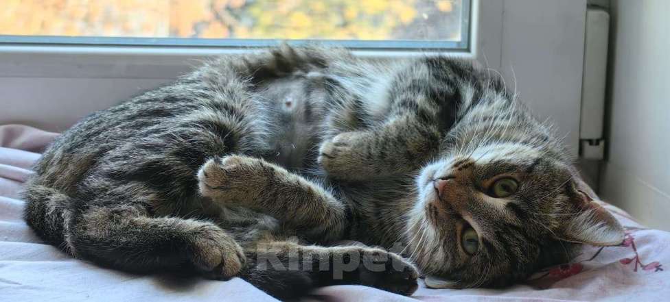 Кошки в Раменском: Пружинка ищет маму и папу Девочка, Бесплатно - фото 1