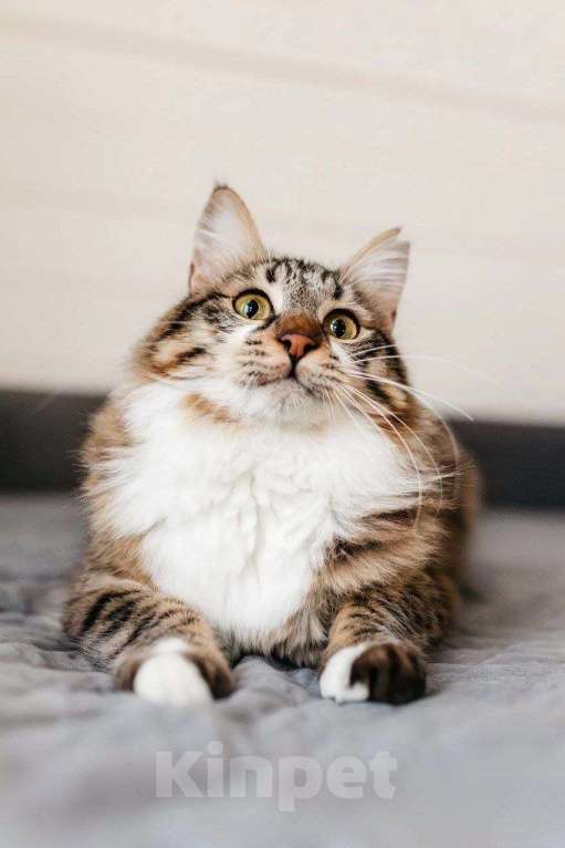 Кошки в Москве: Кот Кемер ищет дом Мальчик, Бесплатно - фото 10