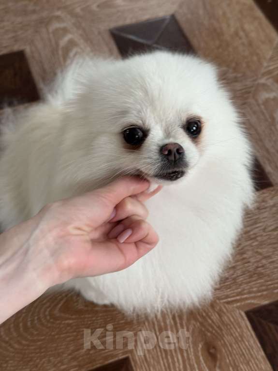 Собаки в Москве: Померанский шпиц взрослая девочка 3.5года  Девочка, 9 000 руб. - фото 7