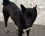 Собаки в Нижнем Новгороде: найдена норвежская лайка Мальчик, Бесплатно - фото 1