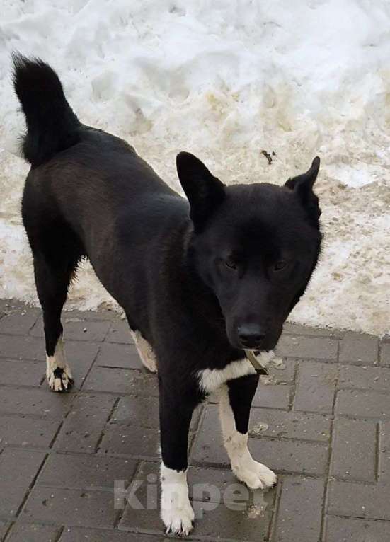 Собаки в Нижнем Новгороде: найдена норвежская лайка Мальчик, Бесплатно - фото 1