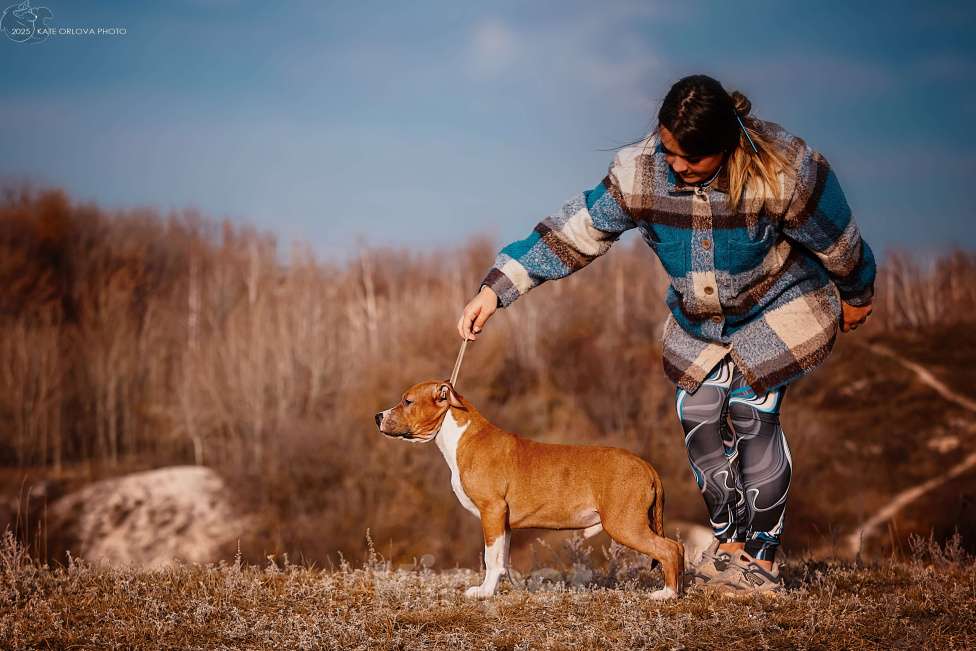Собаки в Москве: Яркий пацан амстаффа  Мальчик, 70 000 руб. - фото 2