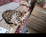 Кошки в других городах Самарской области: Бенгальские котята Девочка, Бесплатно - фото 1