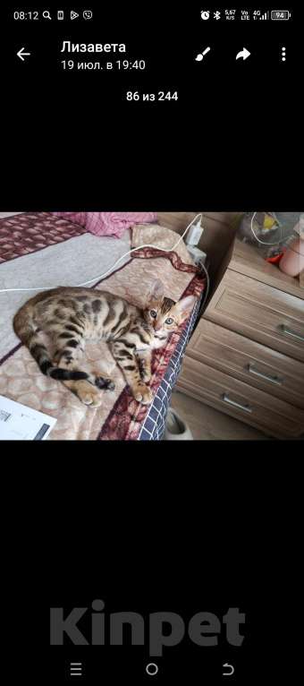 Кошки в других городах Самарской области: Бенгальские котята Девочка, Бесплатно - фото 1