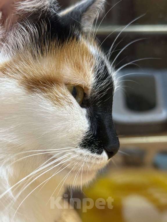 Кошки в Москве: Яркая коська в добрые руки Девочка, Бесплатно - фото 4