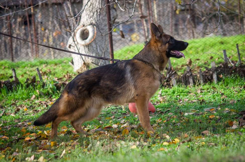 Собаки в Ейске: В продаже эксклюзивно Зонарный подросток  Мальчик, 35 000 руб. - фото 3