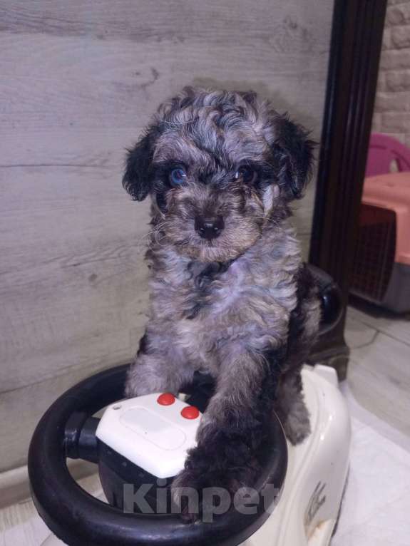 Собаки в Брянске: Шикарные щенки той пуделя🥰 Девочка, 40 000 руб. - фото 8