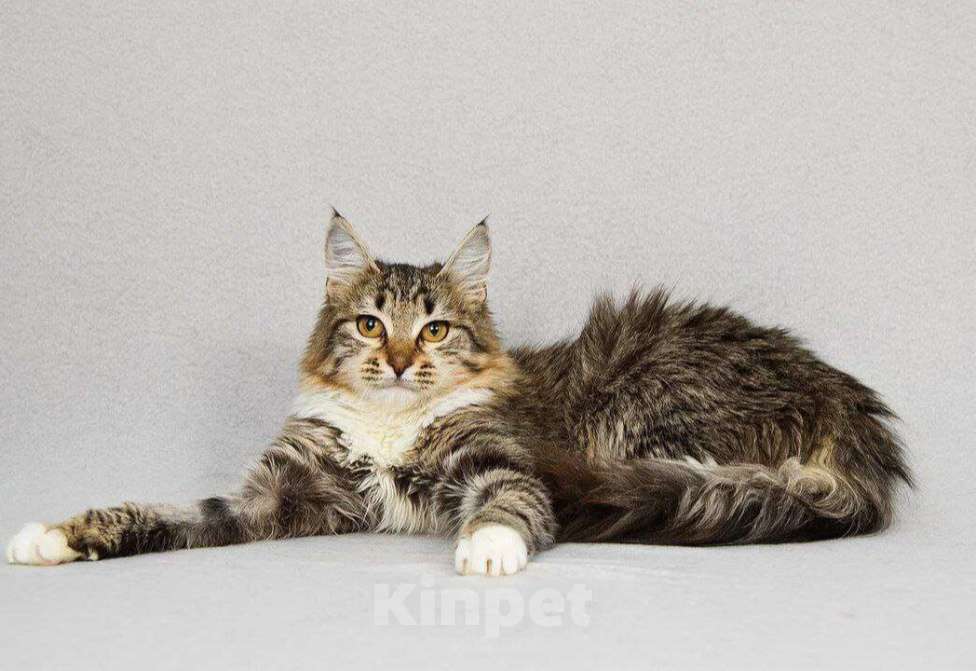 Кошки в Москве: Пушистая Бурка, кошка вашей мечты, у нас. Ждет вас. Девочка, Бесплатно - фото 3