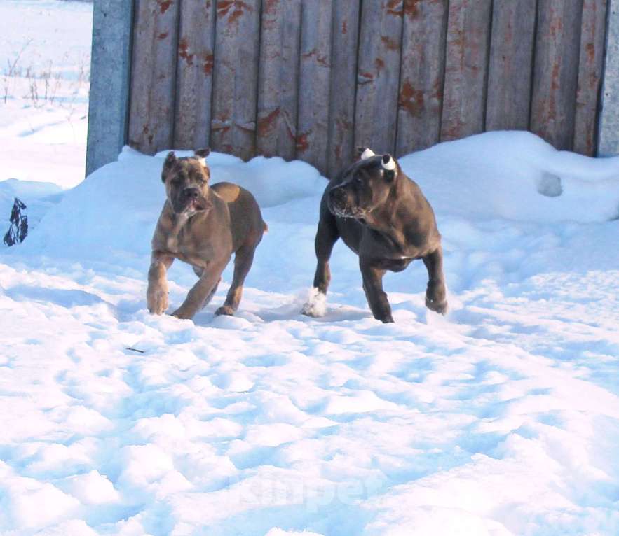 Собаки в Москве: Кане корсо девочки Девочка, 80 000 руб. - фото 4