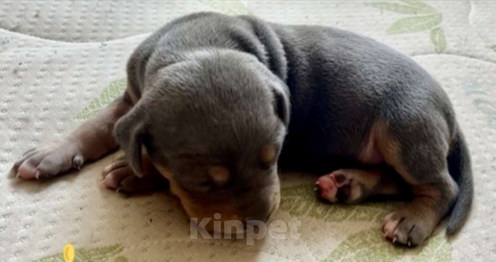 Собаки в других городах Калужской области: Щенки прайтер девочки  Девочка, 120 000 руб. - фото 6