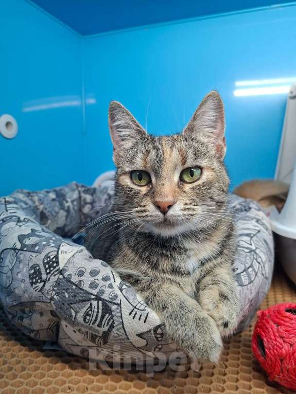 Кошки в Санкт-Петербурге: Кошечка для души Девочка, Бесплатно - фото 4