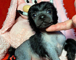 Собаки в Москве: Щенки китайской хохлатой собаки Мальчик, 45 000 руб. - фото 1
