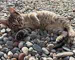 Кошки в Волгограде: Котята в добрые руки Девочка, Бесплатно - фото 6