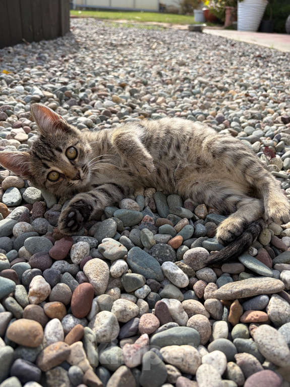 Кошки в Волгограде: Котята в добрые руки Девочка, Бесплатно - фото 6