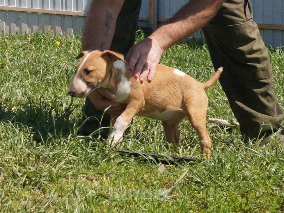 Собаки в Пушкино: крупная девочка стандартного бультерьера (Оззи) Девочка, 50 000 руб. - фото 2
