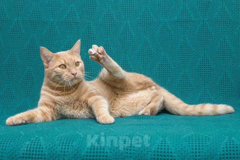 Кошки в Москве: Меня зовут Пегас! Мальчик, Бесплатно - фото 2