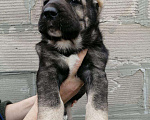 Собаки в Новосибирске: Щенки САО резерв, 15 000 руб. - фото 3