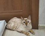 Кошки в Новокубанске: Снежный котик, 45 000 руб. - фото 1