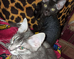 Кошки в Ачинске: Донской сфинкс продам, 4 000 руб. - фото 6
